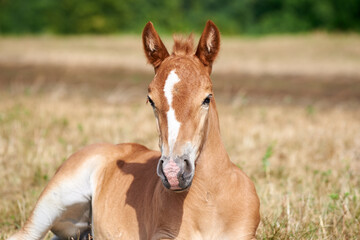 Portrait of a cute chestnut foal with a white stripe on the forehead lying on the grass