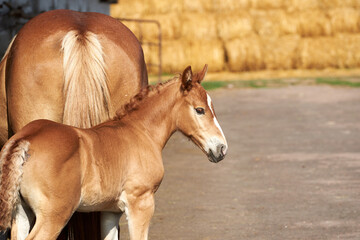 Portrait of a chestnut foal with a white stripe on the background of a mare and rolls of straw