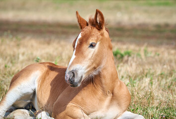 Portrait of a cute chestnut foal with a white stripe on the forehead lying on the grass