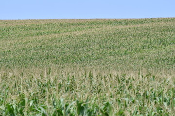 Зелене кукурузяне поле