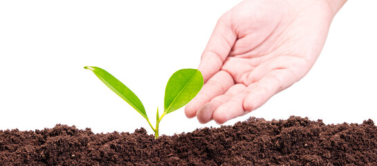 tree sprout growing out from soil isolated on white background

