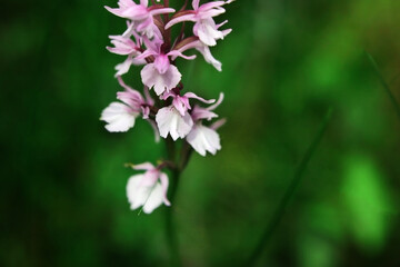 Purple flower on a background of natural vegetation, macro.