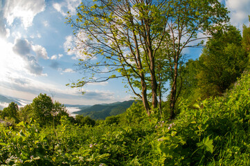 alpine pine in the landscapes of the mountains on a sunny day