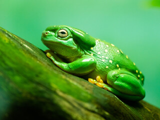 Lime green frog with yellow dots resting on a log. Profile view.