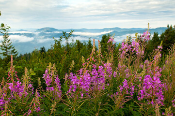 Panorama of Ivan tea flowers in the mountains, green trees and blue sky, sunny day.