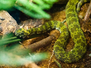 Bright green snake in winding shape. Top view