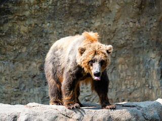 Brown bear sticking his tongue out. Side view