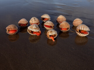 Sea shell - Dublin, Ireland