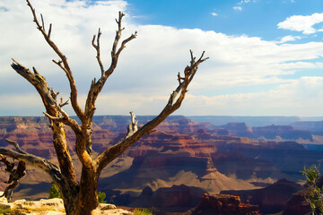 View on tree with bare branches illuminated by natural sun light, blurred dry stone canyon background - Grand Canyon, Arizona ( focus on tree)