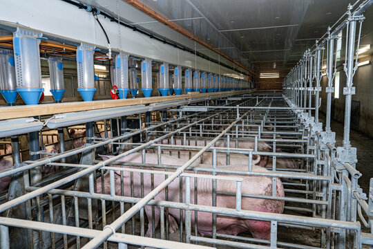 Schweinebesamung - rauschende Sauen in einem modernen Deckstall, landwirtschaftliches Symbolfoto.