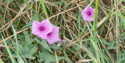 Flor, convolvulus althaeoides.