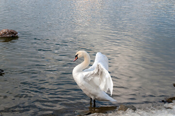 white swans come ashore near the winter forest