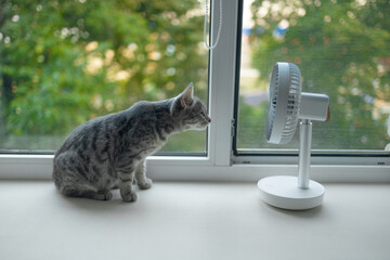 Cute fluffy cat enjoying air flow from portable electric fan on the windowsill on a hot summer day