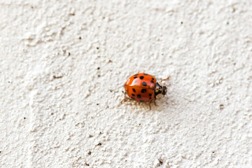 lady bird on the wall