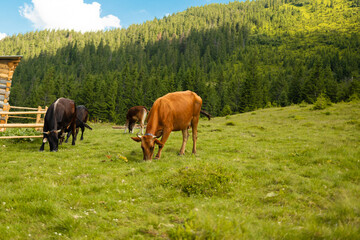 Fototapeta na wymiar Brown and black cows with a bell on her neck grazes on a meadow in a summer garden
