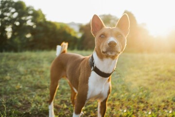 Dog basenji stand on a grass in the park