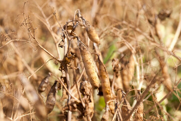 an agricultural field with a ripe crop of peas