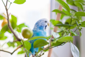 A beautiful blue budgie sits without a cage on a house plant. Tropical birds at home.