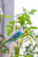A beautiful blue budgie sits without a cage on a house plant. Tropical birds at home.