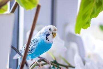 A beautiful blue budgie sits without a cage on a house plant. Tropical birds at home.