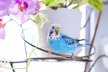 A beautiful blue budgie sits without a cage on a house plant. Tropical birds at home.