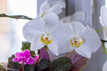a white orchid on the windowsill. Care of home plants.