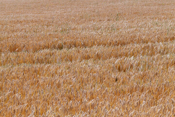 Fototapeta premium yellowed rye field about the time of maturation