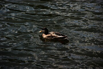 duck on the lake