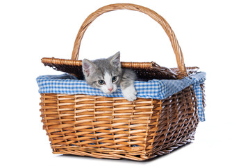Cute tabby kitten in a basket isolated on white looking to the camera