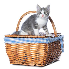 Cute tabby kitten sitting on a basket isolated on white