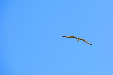 A seagull flies in a cloudless sky, a bird flies in a blue sky
