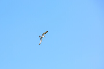 A seagull flies in a cloudless sky, a bird flies in a blue sky