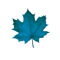 Autumn maple leaf in dark blue on a white background