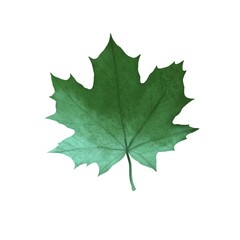 Autumn maple leaf of mint color on a white background