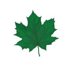 Autumn maple leaf in dark green color on a white background