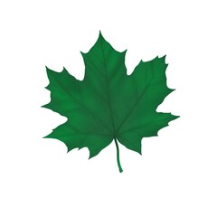 Fototapeta premium Autumn maple leaf in dark green color on a white background