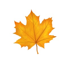 Naklejka na ściany i meble Autumn maple leaf of yellow color on a white background