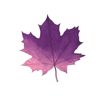 Autumn maple leaf of violet color on white background
