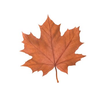 Autumn maple leaf of beige color on a white background