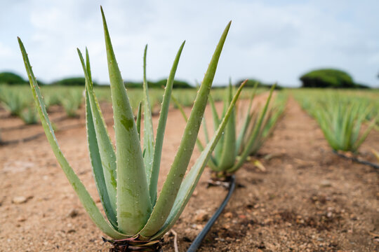 Aloe Field In The Aruba Aloe Factory