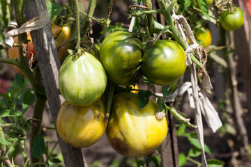 unripe green homemade tomatoes that grow in the garden