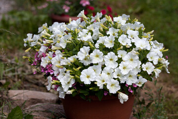 flower arrangement with white petunias and pink diasias in a pot on a green grass background