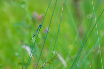 Dragonfly - Odonata with outstretched wings on a blade of grass. In the background is a beautiful bokeh created by an  lens.