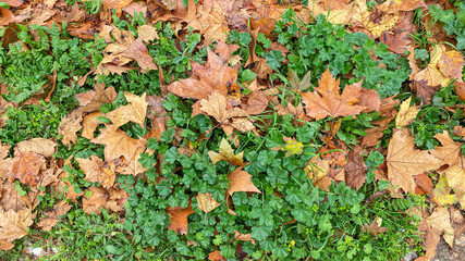  plane tree leaves fallen on the garden lawn