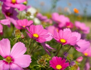 Obraz premium many pink cosmos flowers in the meadow on a sunny day