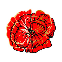 Hand drawn red abstract poppy isolated on white background.  Elegant golden flower. Vector illustration.