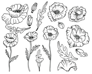 Hand drawn poppies isolated on white background. Black and white floral line collection with flower, leaves. Vector ink illustration.