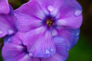Blue purple phlox flowers with dew drops, close-up. Lilac flowers close-up. Floral background.