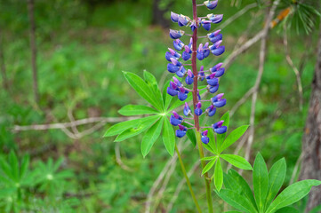 Purple Lupinus flowers in the garden, background.