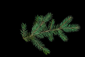 Fir branch isolated on black background.